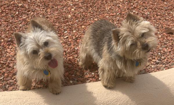 /Images/uploads/The Santa Fe New Mexican/santafepetcontest/entries/33961thumb.jpg